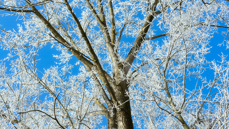 Ein mit Raureif bedeckter Baum vor einem strahlend blauem Himmel.